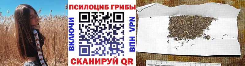 Купить Тула Псилоцибиновые грибы Psilocybine cubensis
